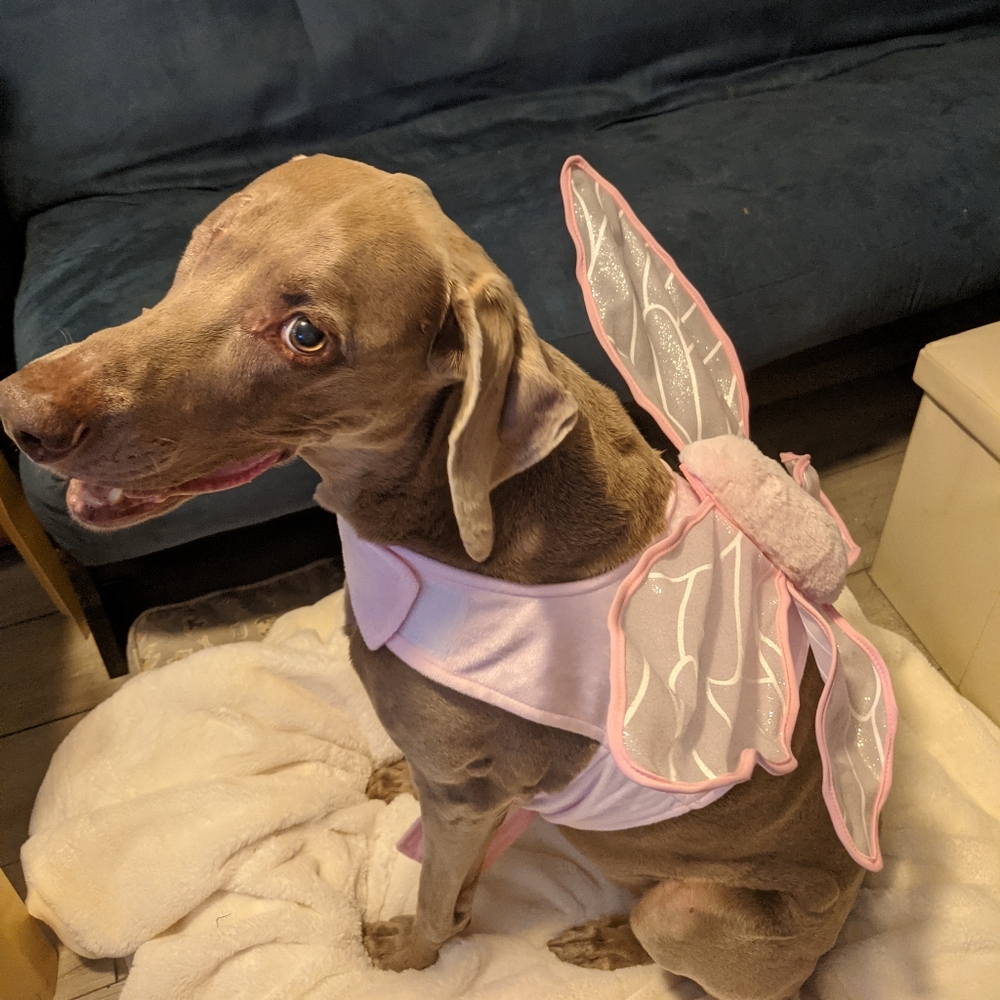 XL/XXL Dog costume NEW